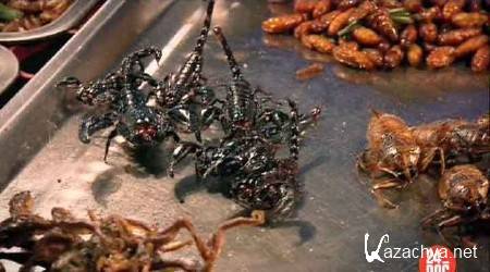 BBC:   -   / BBC: Can Eating Insects save the World (2012) SATRip 