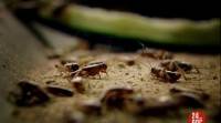   -   / Can Eating Insects save the World? (2012) SATRip
