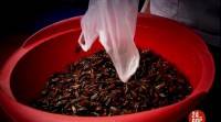   -   / Can Eating Insects save the World? (2012) SATRip