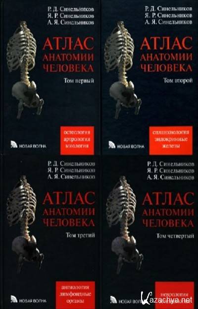 Синельников анатомия. Анатомия человека 4 Тома Синельников р.д. Атлас анатомии человека Синельников 1 том. Синельников анатомия человека 1 том. Атлас анатомии человека Синельников 2016.