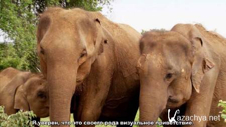 BBC: - -   / BBC: Sri Lanka - Elephant Island (2013) HDTVRip 