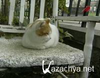 �������� ������. ����� �� ������ / Working Animals. The Shop Cats (2002) SATRip