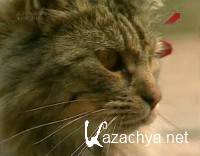 �������� ������. ����� �� ������ / Working Animals. The Shop Cats (2002) SATRip