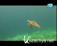 ������ (2013) DVB