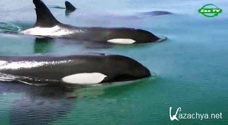 BBC:    / BBC: Swimming with Killer Whales (2012) WEBRip 