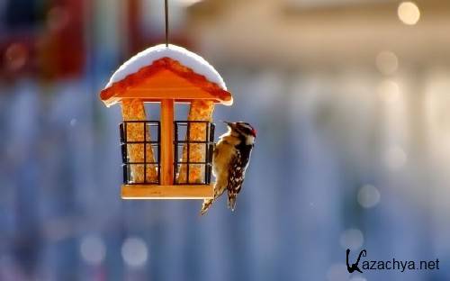 Best HD Wallpapers Pack �1145