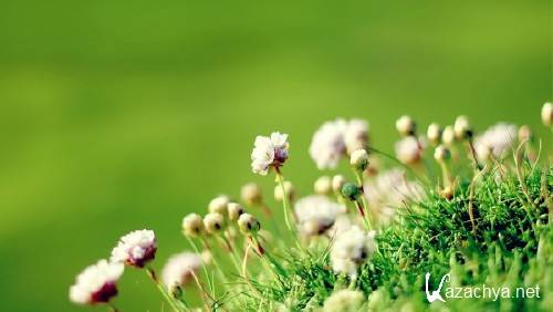 Best HD Wallpapers Pack №1148 Best HD Wallpapers Pack №1148