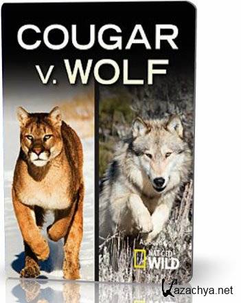 NG.    / Cougar vs Wolf (2013) HDTV [H.264/1080i]