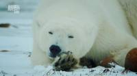  ()  / Wildest Arctic (2012 / 4   4) HDTVRip