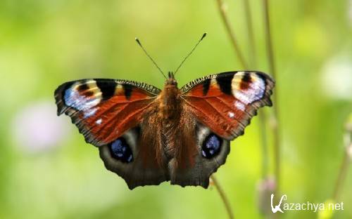 Best HD Wallpapers Pack №1177 Best HD Wallpapers Pack №1177