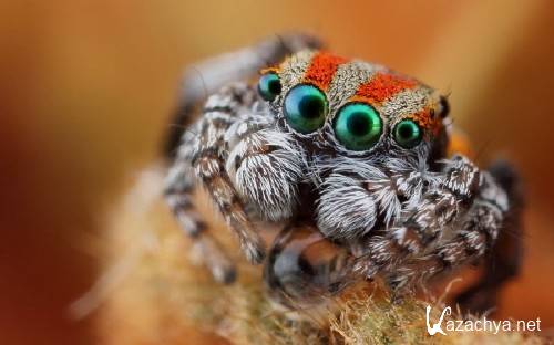 Best HD Wallpapers Pack �1221