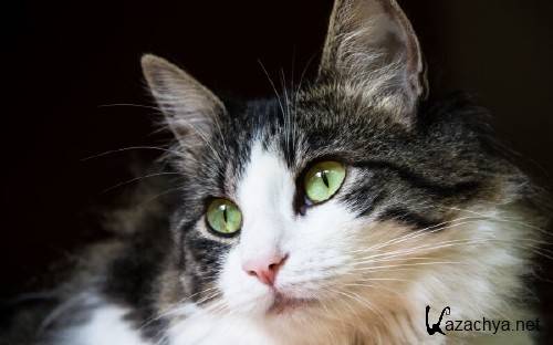 Подборка широкоформатных картинок на рабочий стол обои 53 Подборка широкоформатных картинок на рабочий стол обои 53