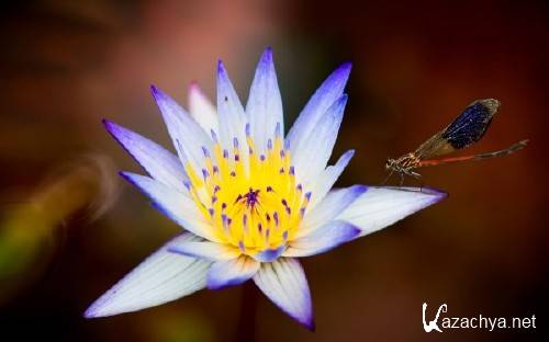 Best HD Wallpapers Pack �1224