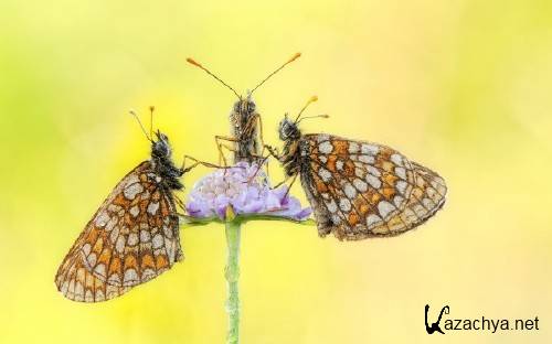 Best HD Wallpapers Pack �1228