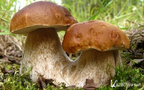 ����� ������� ��������������� ����� � ���� ��� �������� ����� ������ 329