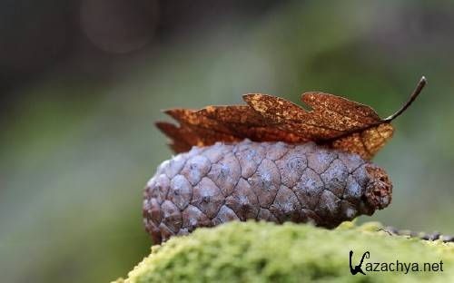 Best HD Wallpapers Pack №1275 Best HD Wallpapers Pack №1275