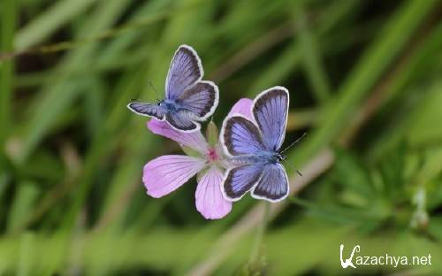 Best HD Wallpapers Pack №1275 Best HD Wallpapers Pack №1275