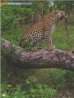  ���� ����� � ����� 25. ���������� ���������� 