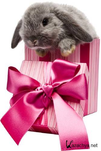 Коты, собаки, кролики и подарки (подборка клипарта) Коты, собаки, кролики и подарки (подборка клипарта)