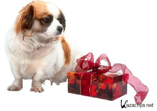 Коты, собаки, кролики и подарки (подборка клипарта) Коты, собаки, кролики и подарки (подборка клипарта)