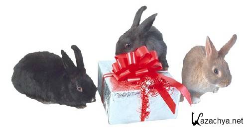 Коты, собаки, кролики и подарки (подборка клипарта) Коты, собаки, кролики и подарки (подборка клипарта)
