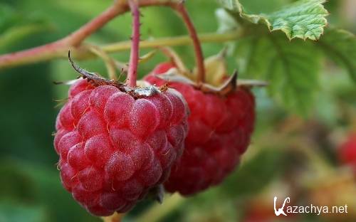 ������� ���� ����������� ��� �������� ����� ������ 10