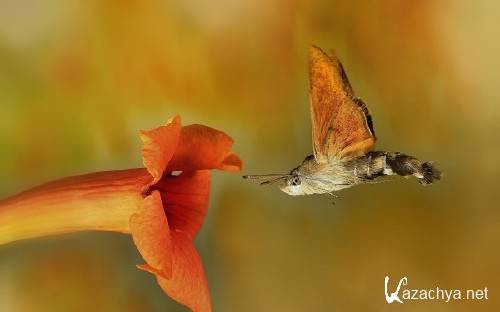 ����� ���������� ��� ��������� ���� �������� ����� 78