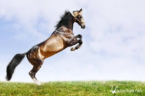 ���������� ���� � ������ (��������)