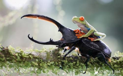 Макро фотографии для украшения фона рабочего стола 79 Макро фотографии для украшения фона рабочего стола 79