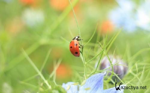 Макро фотографии для украшения фона рабочего стола 79 Макро фотографии для украшения фона рабочего стола 79