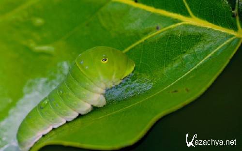 Макро фотографии для украшения фона рабочего стола 79 Макро фотографии для украшения фона рабочего стола 79