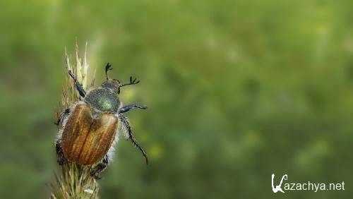 Макро фотографии для украшения фона рабочего стола 79 Макро фотографии для украшения фона рабочего стола 79