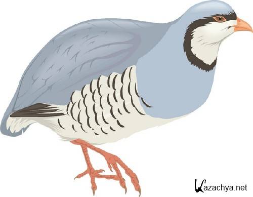 Векторная подборка: Птицы Векторная подборка: Птицы