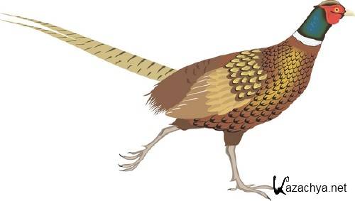 Векторная подборка: Птицы Векторная подборка: Птицы