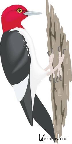 Векторная подборка: Птицы Векторная подборка: Птицы