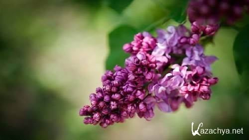 ����� � �������� ����� ��� �������� ����� 59