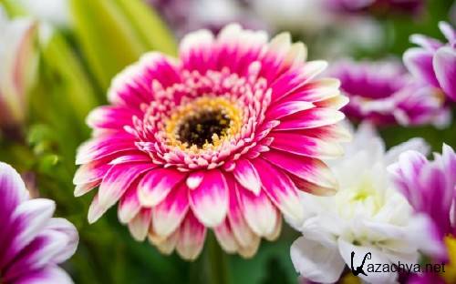 ����� � �������� ����� ��� �������� ����� 59