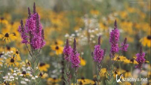 ����� � �������� ����� ��� �������� ����� 59