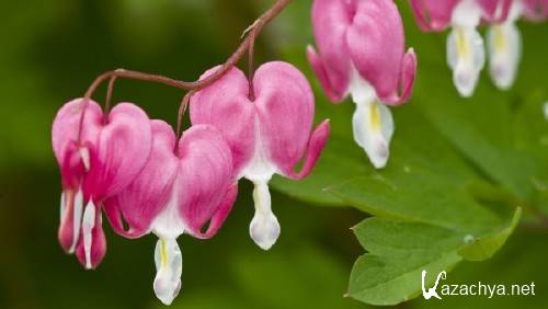 ����� � �������� ����� ��� �������� ����� 59