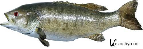 Морские обитатели: Рыба (часть 3) Морские обитатели: Рыба (часть 3)