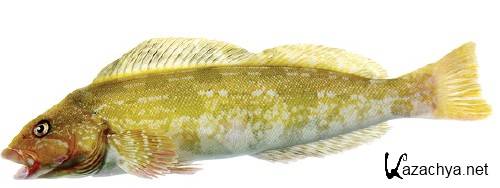 Морские обитатели: Рыба (часть 3) Морские обитатели: Рыба (часть 3)