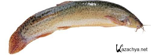 Морские обитатели: Рыба (часть 3) Морские обитатели: Рыба (часть 3)