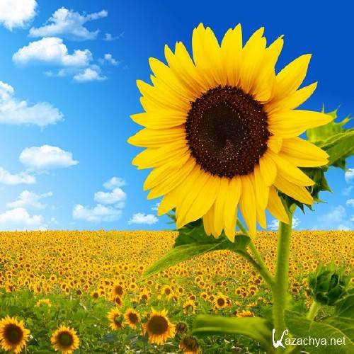 Фотосток: Солнечный Подсолнух Фотосток: Солнечный Подсолнух