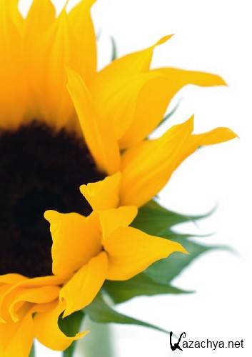 Фотосток: Солнечный Подсолнух Фотосток: Солнечный Подсолнух