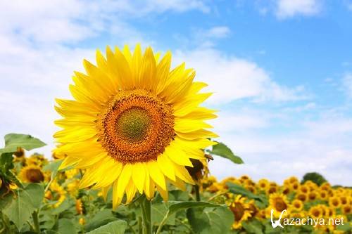 Фотосток: Солнечный Подсолнух Фотосток: Солнечный Подсолнух