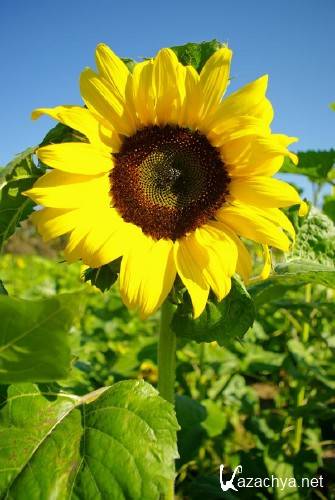 Фотосток: Солнечный Подсолнух Фотосток: Солнечный Подсолнух