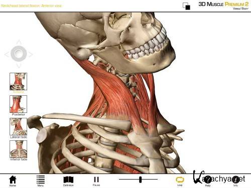 3D Muscle Premium 4.1.04 - 3D-  