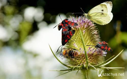 ������� ���� ����������� ��� �������� ����� ������ 18