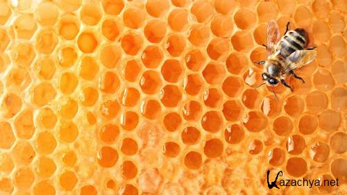 ������� ���� ����������� ��� �������� ����� ������ 18