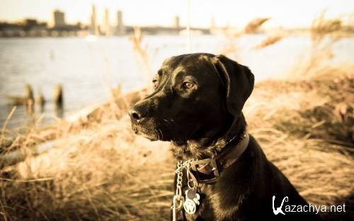 Подборка фото разных пород собак отличного качества выпуск 3 Подборка фото разных пород собак отличного качества выпуск 3
